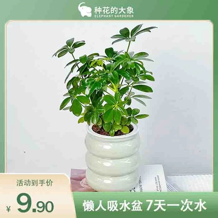 八方来财绿植花卉盆栽室内鸭脚木七叶莲客厅阳台易活吸甲醛