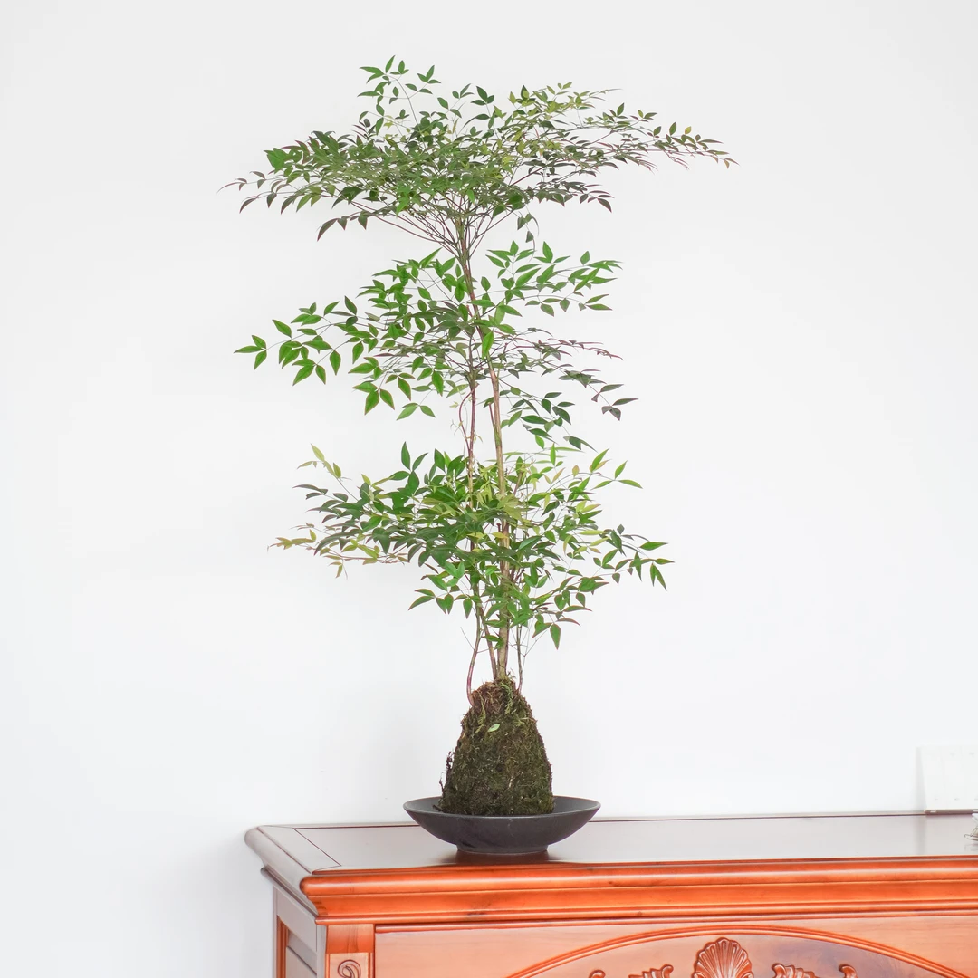 翠绿南天竹苔藓球盆栽净化植物室内客厅四季常青观叶好养活绿植