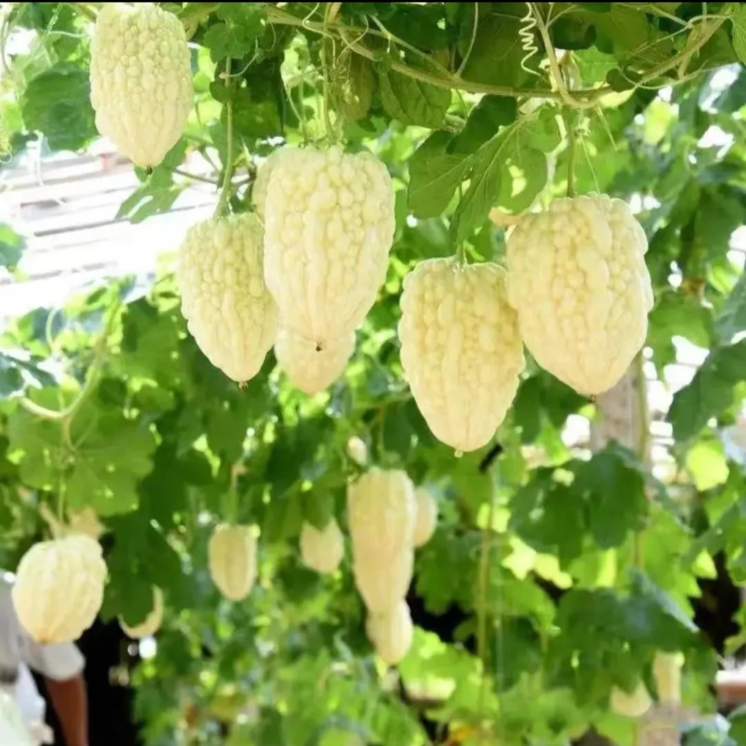 苹果苦瓜种子四季播种阳台盆栽小院种植简单高产水果