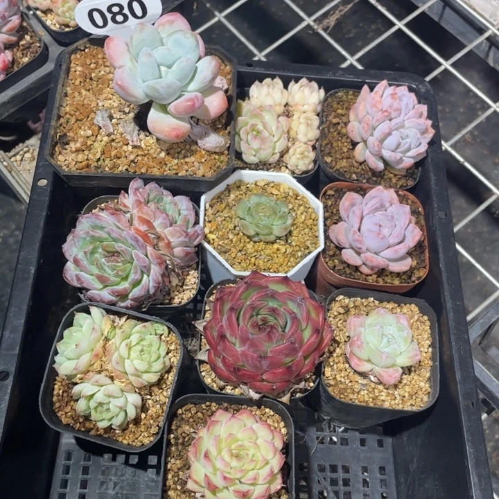多肉组合十个080
