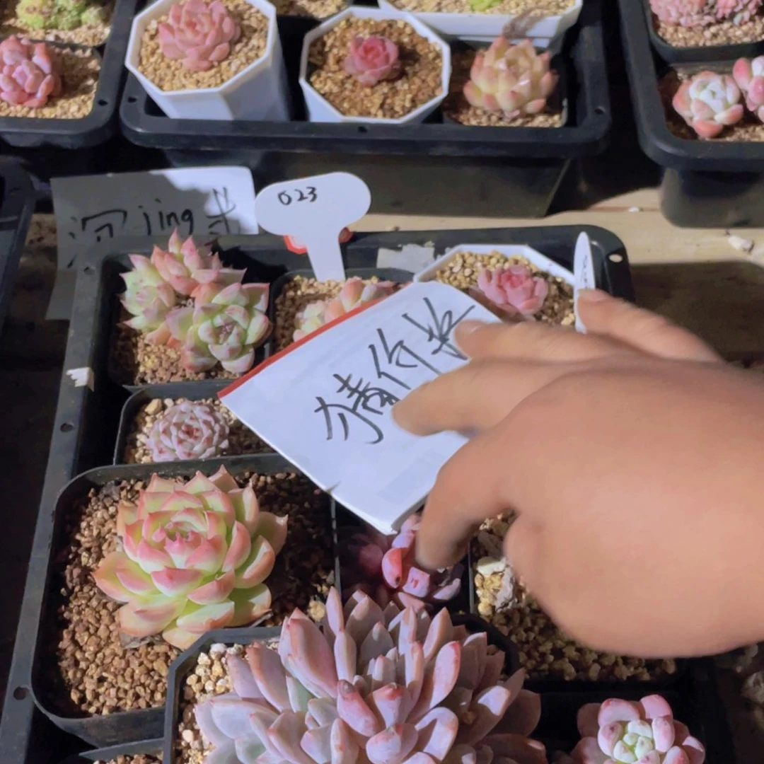 多肉组合十二个023