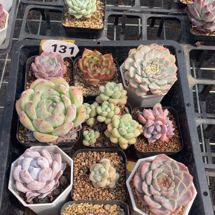 多肉组合十个131