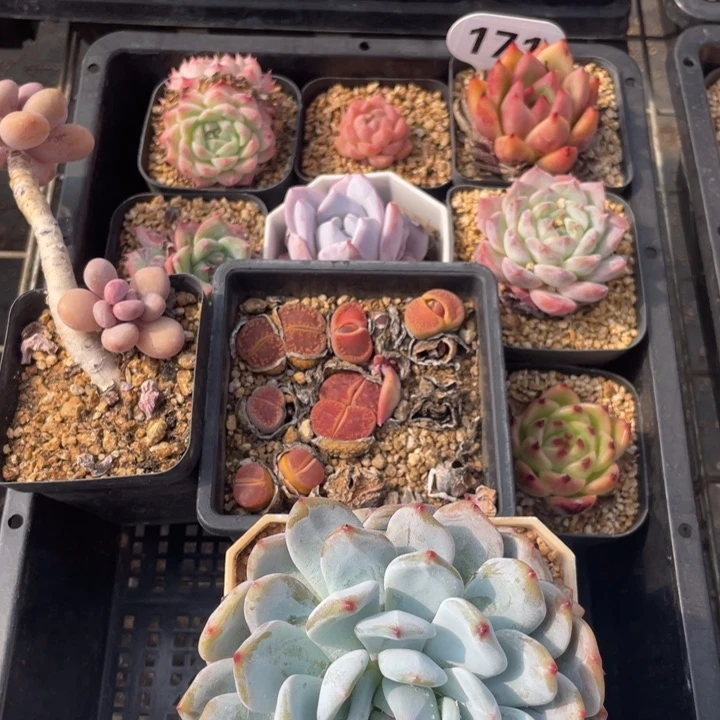 多肉组合十个171