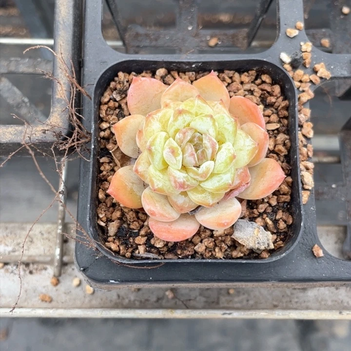 多肉一个一组糖心新品