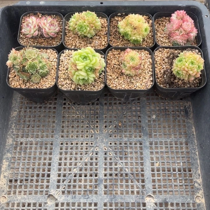 多肉组合八个426