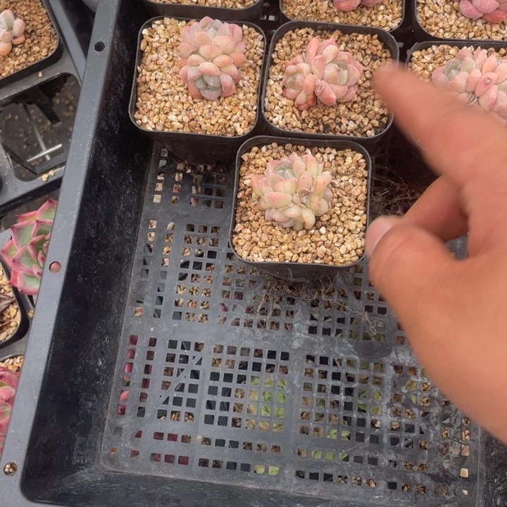多肉组合七个986