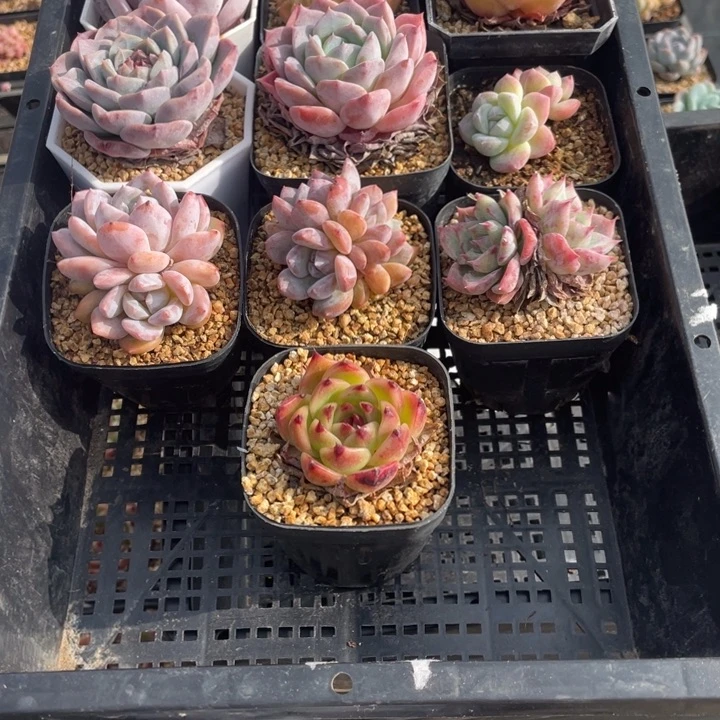 多肉屋组合开播福利款148
