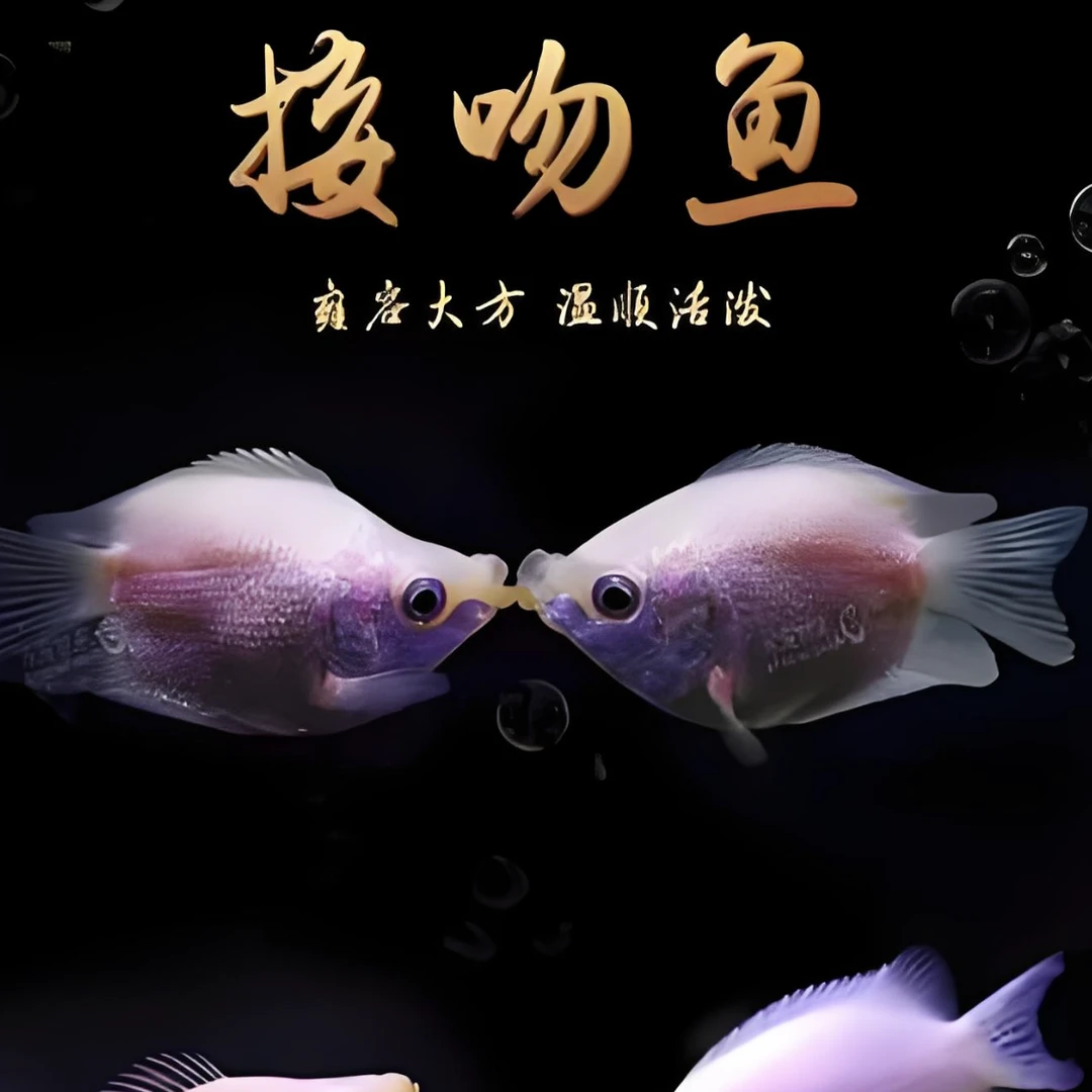 （接吻鱼）群游鱼观赏鱼活体