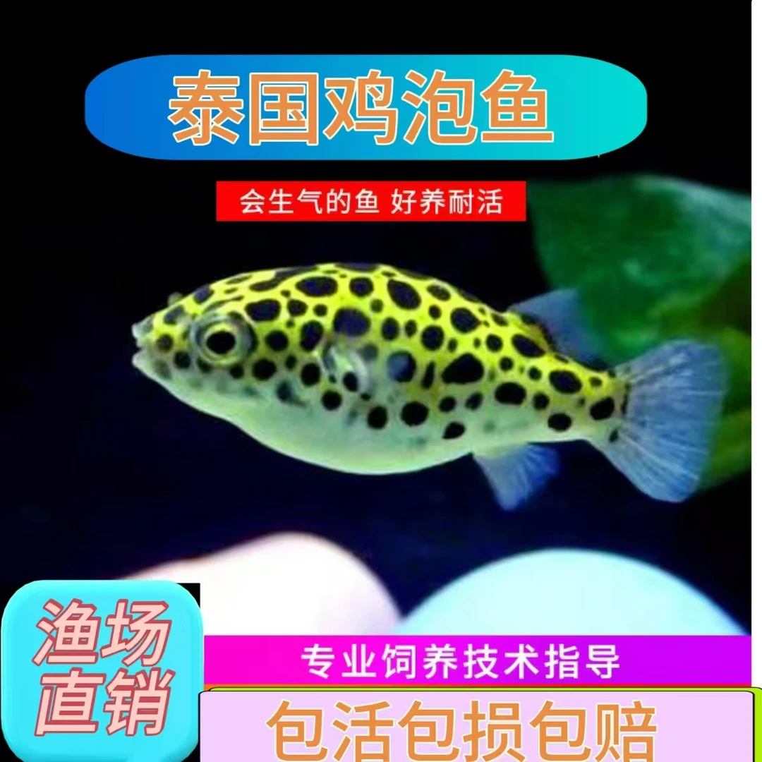 潜水艇泰国鸡泡鱼狗头会生气的鱼