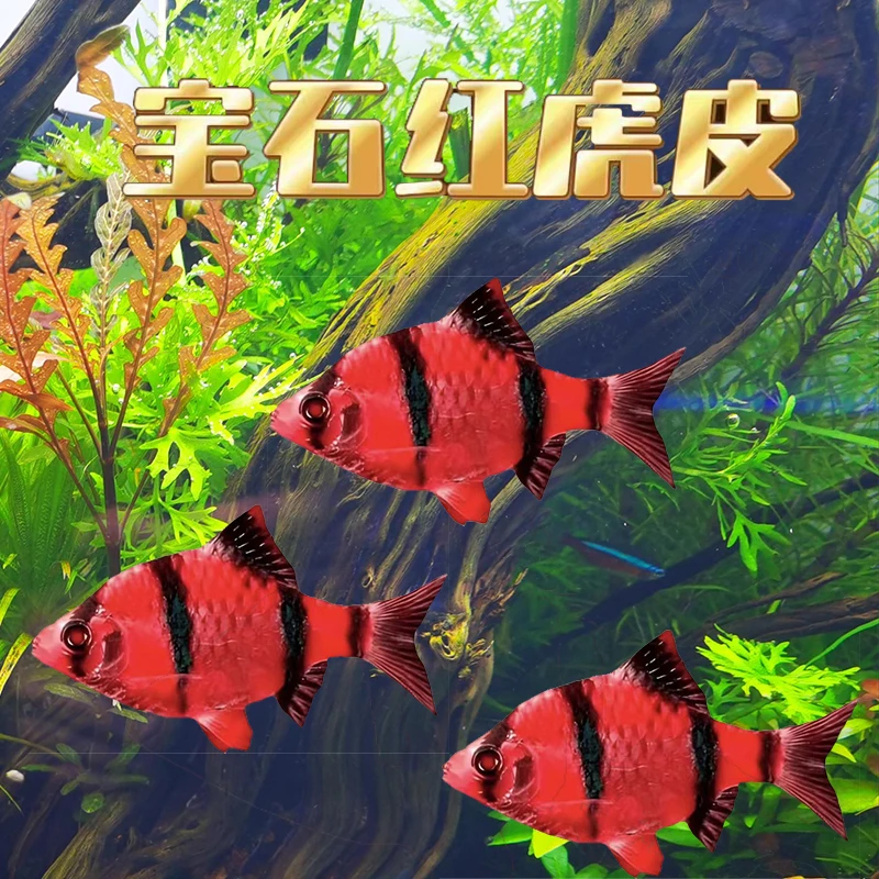（宝石红虎皮套餐）小型热带鱼超萌好物观赏小鱼活体虎皮鱼好养耐活