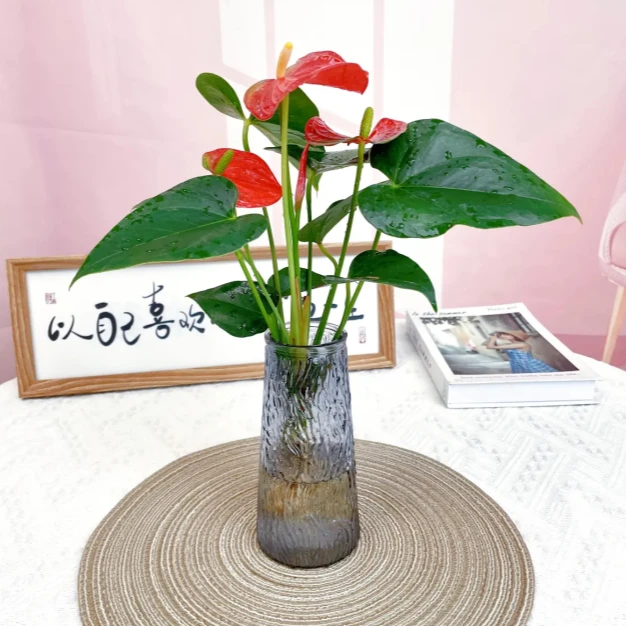 水培红掌盆栽鸿运当头室内桌面好养绿植一帆风顺四季开花植物