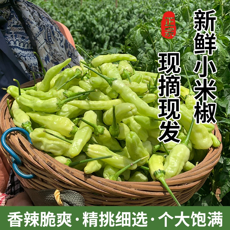 云南新鲜白米辣小米辣鲜辣爽口泡椒朝天椒产地直发特辣野山椒饱满