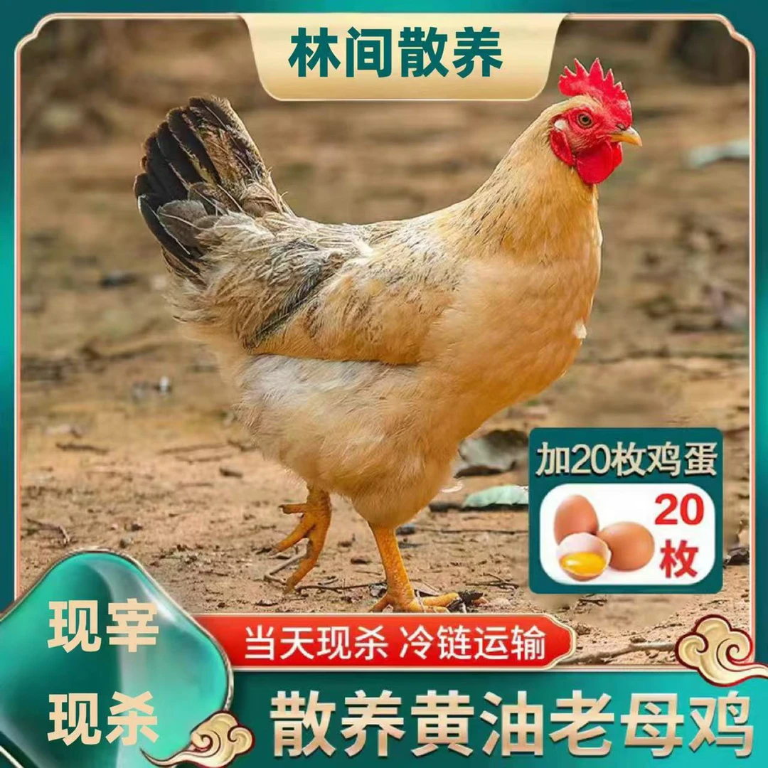 【买一只黄油母鸡送20枚鸡蛋】放养2年黄油老母鸡 1只净重3斤