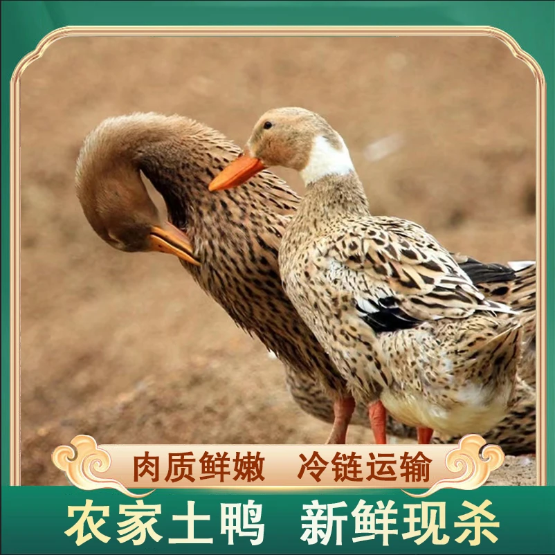 【鸡司令】放养100天仔鸭土鸭子 肉质鲜嫩 净膛 两只净重4斤
