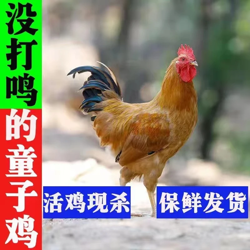 【月月家乡风味】农家童子鸡 净膛发货红烧 爆炒 2只净重3.4斤左右