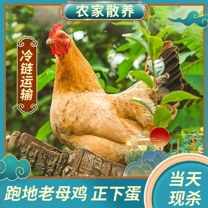 【小胡家】放养黄油老母鸡土鸡  净重3只7.5斤