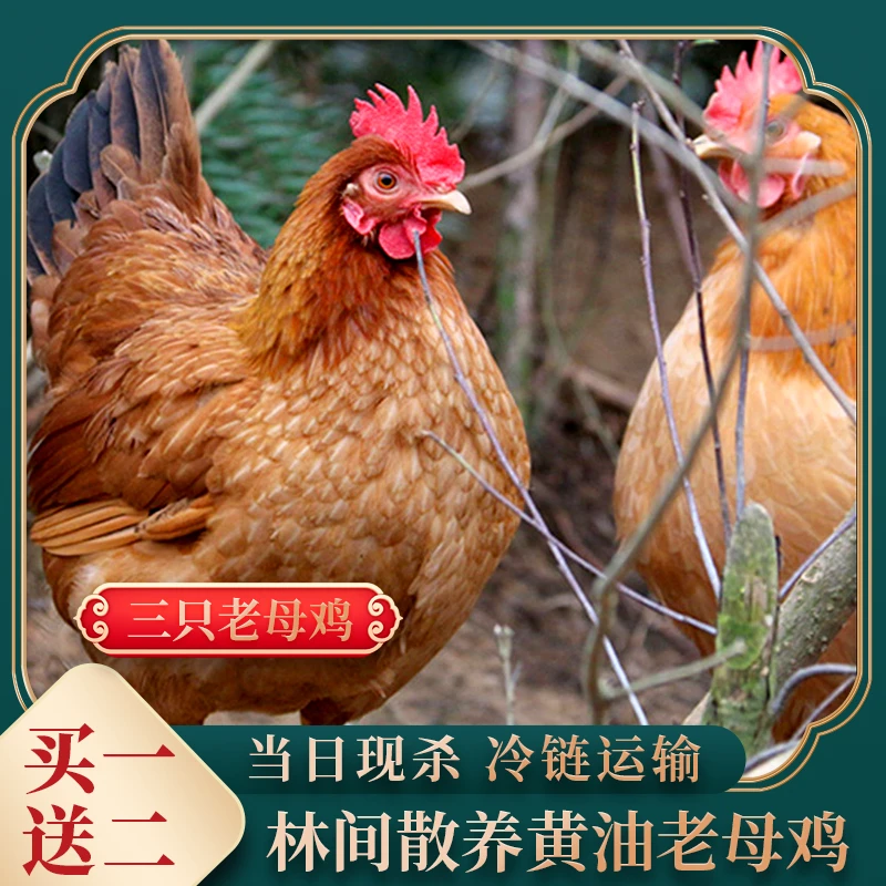 【土鸡哥】放养黄油老母鸡 拍一发三 净重6斤