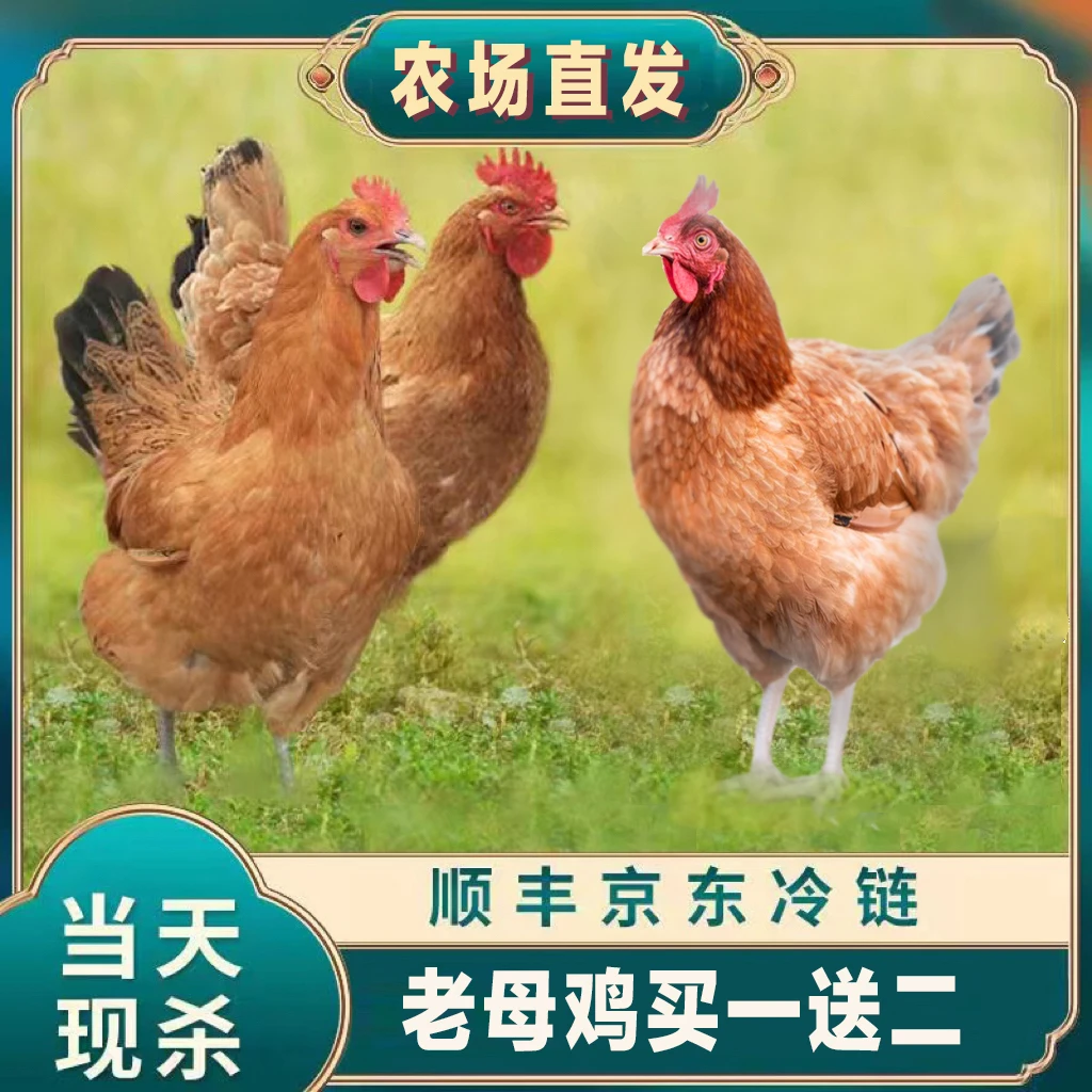 【农场直发*】【买1送2】土鸡散养土老母鸡买1送2共3只净重6-6.5斤