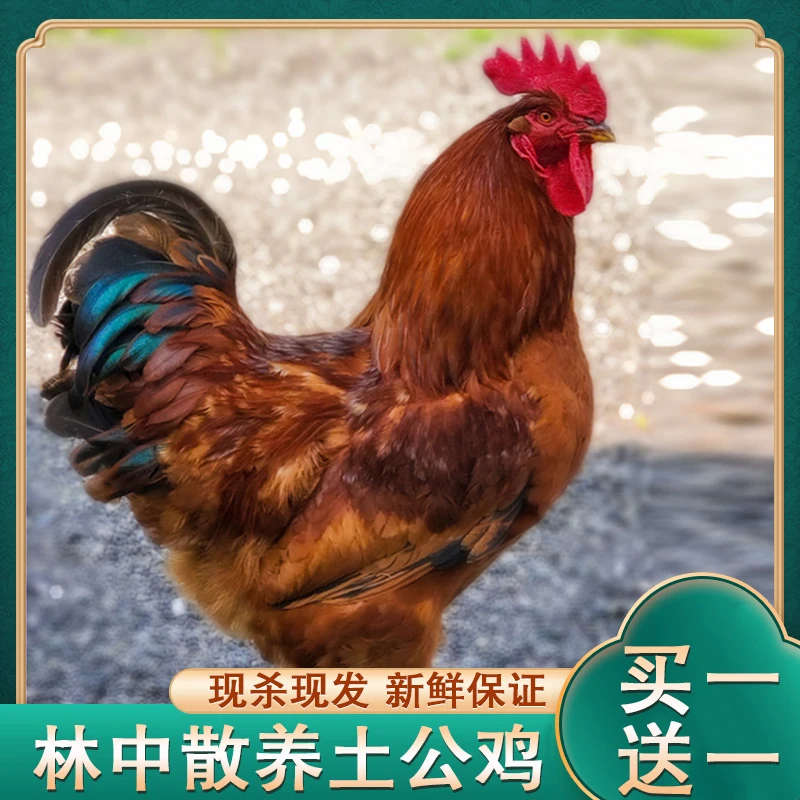 【草帽哥1】顺丰包邮放养150天黄脚公鸡 带内脏 两只净重4-5斤