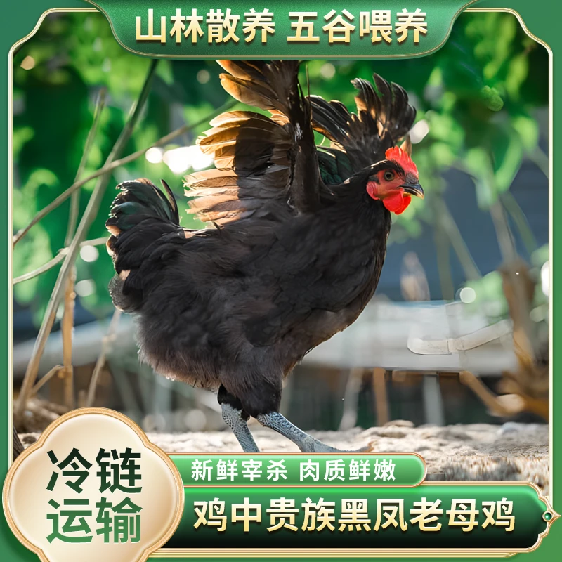 【珍珍家+1】放养2年黑凤黄油老母鸡 2只净重4.5-5斤