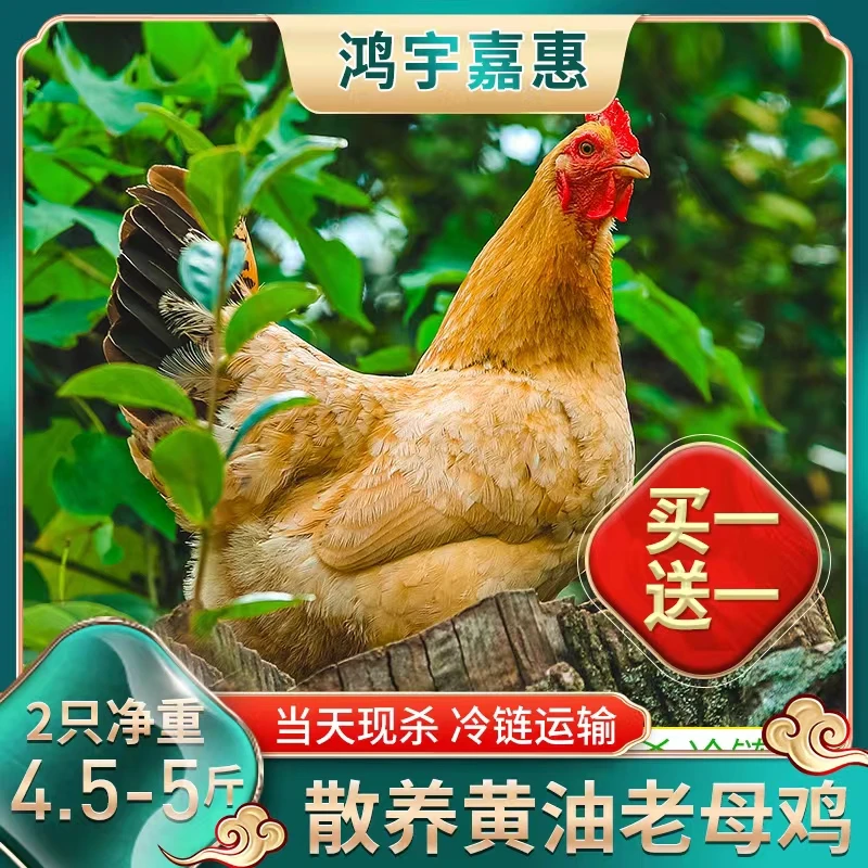 【大群家】农村散养黄油老母鸡两只毛重6斤 两只净重4.5-5斤