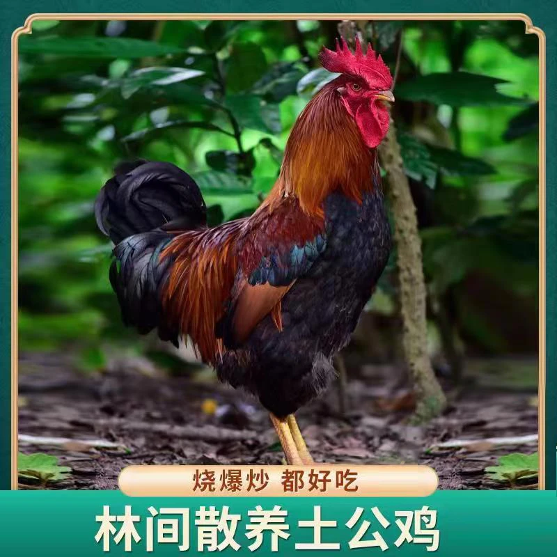 【喜宝家】放养黄脚土公鸡肉质鲜嫩 带内脏