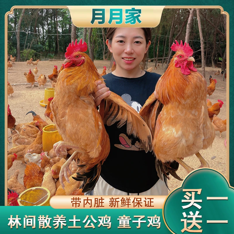 【月月家+42】放养黄脚土公鸡 带内脏 两只毛重8斤左右 净重6斤左右