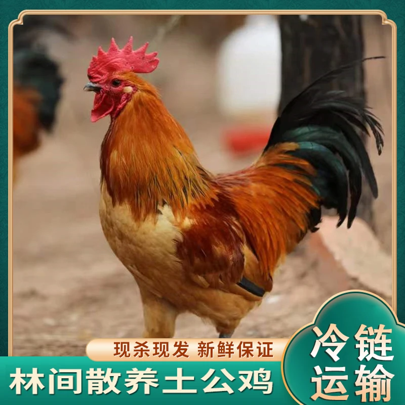 【二丫头】 放养150天黄脚土公鸡肉质鲜嫩净膛 3只净重8.5-9斤