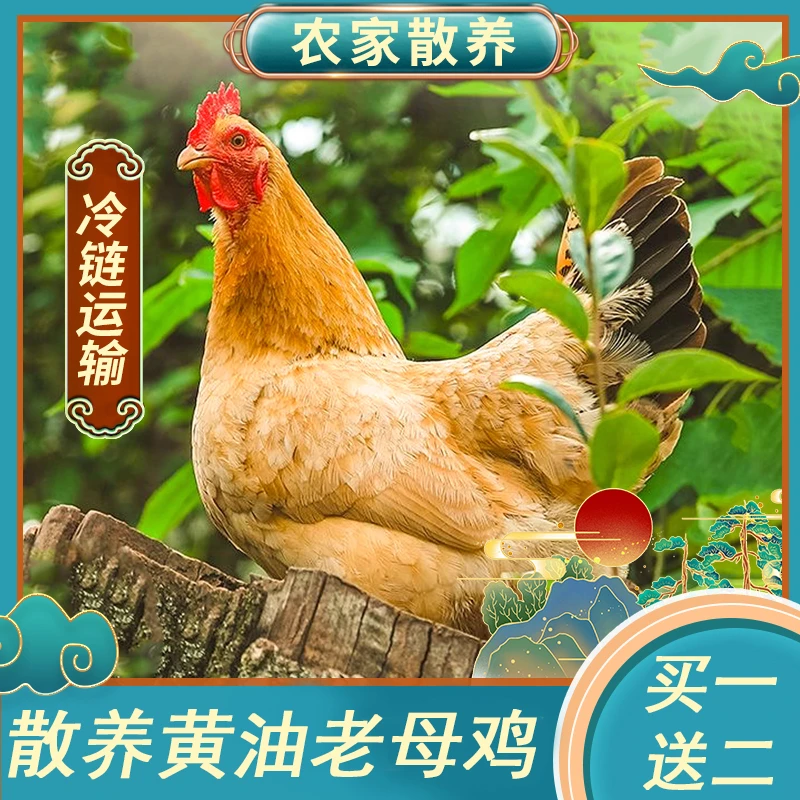 【帅老板3】放养600天黄油老母鸡 3只带内脏毛重9斤半净重6斤多