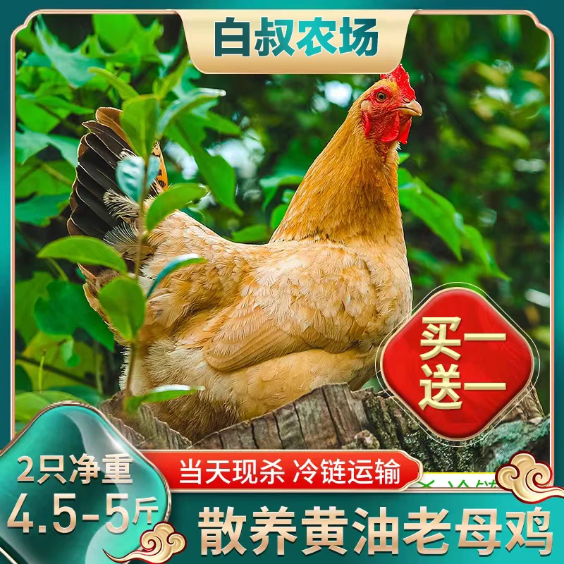 【白叔农场】农村散养黄油老母鸡 两只净重4.5-5斤