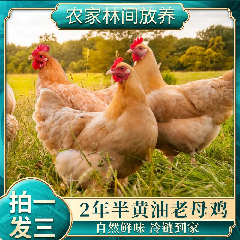 【土鸡哥】放养黄油老母鸡土鸡 单只净重2.5斤 发三只