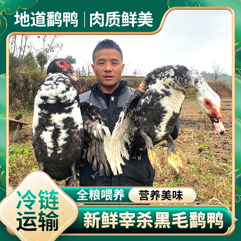 【山鸡哥】山林放养番鸭 现宰现杀 顺丰/京东包邮 2只净重8斤