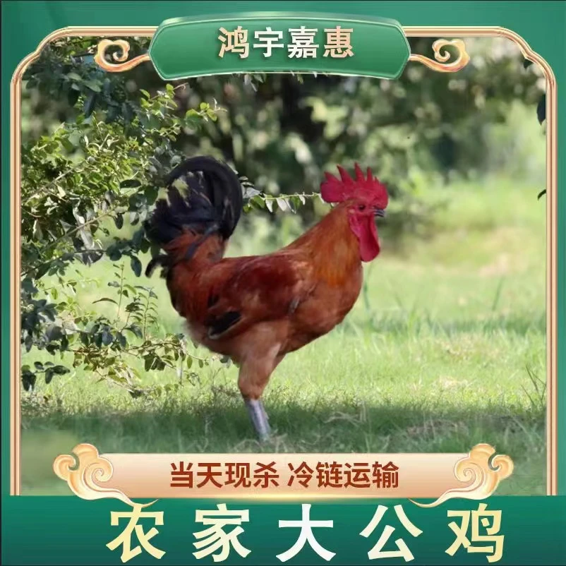 【燕子专属】农家放养5个月土公鸡肉质鲜嫩 带内脏 3只净重9斤