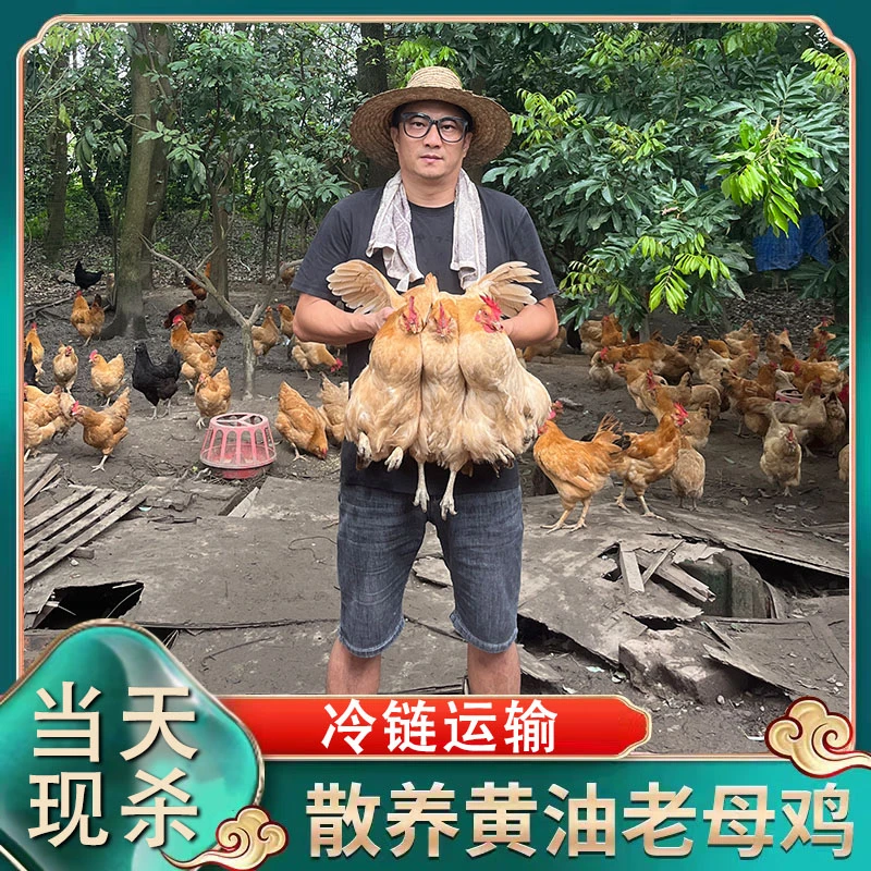 【草帽哥1】顺丰包邮林间散养500天原种老母鸡 带内脏 净重3只6斤