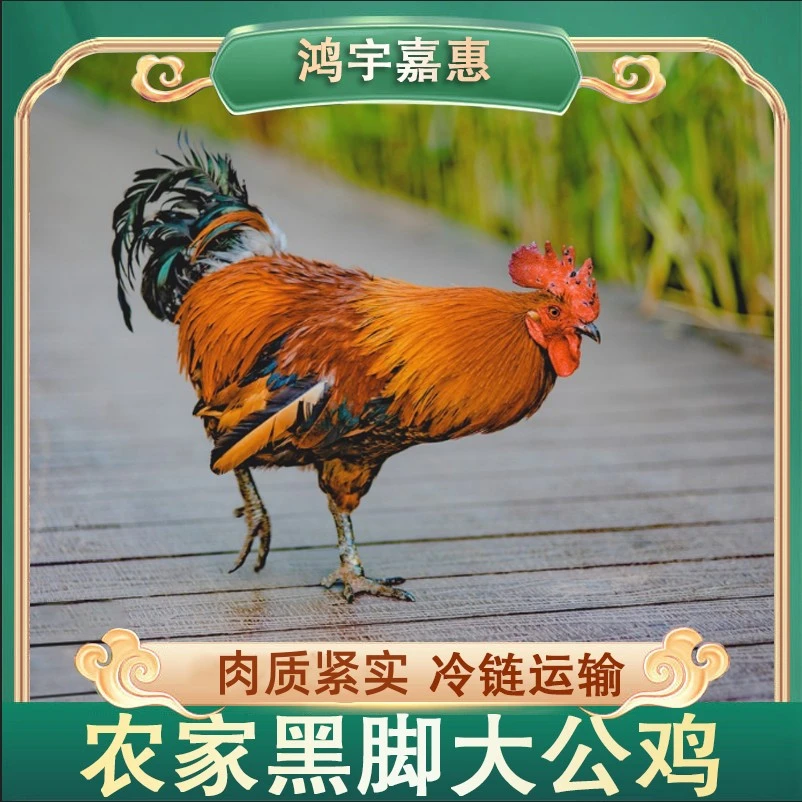 【燕子专属】放养农家黑脚公鸡 半年左右肉质鲜嫩 3只净重9斤