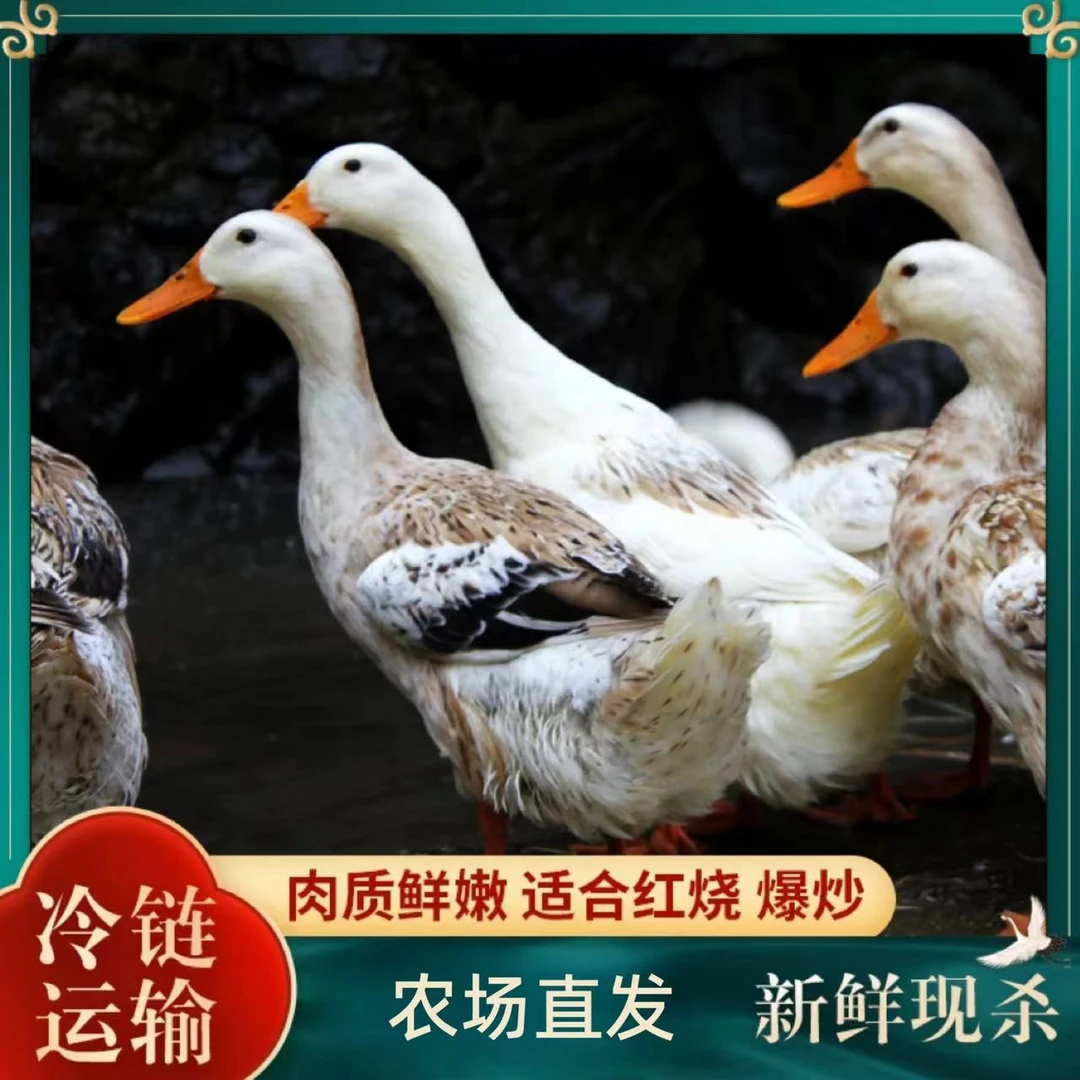 【草帽哥1】顺丰 大河仔鸭土鸭子 净膛 两只净重4-4.5斤放养100天