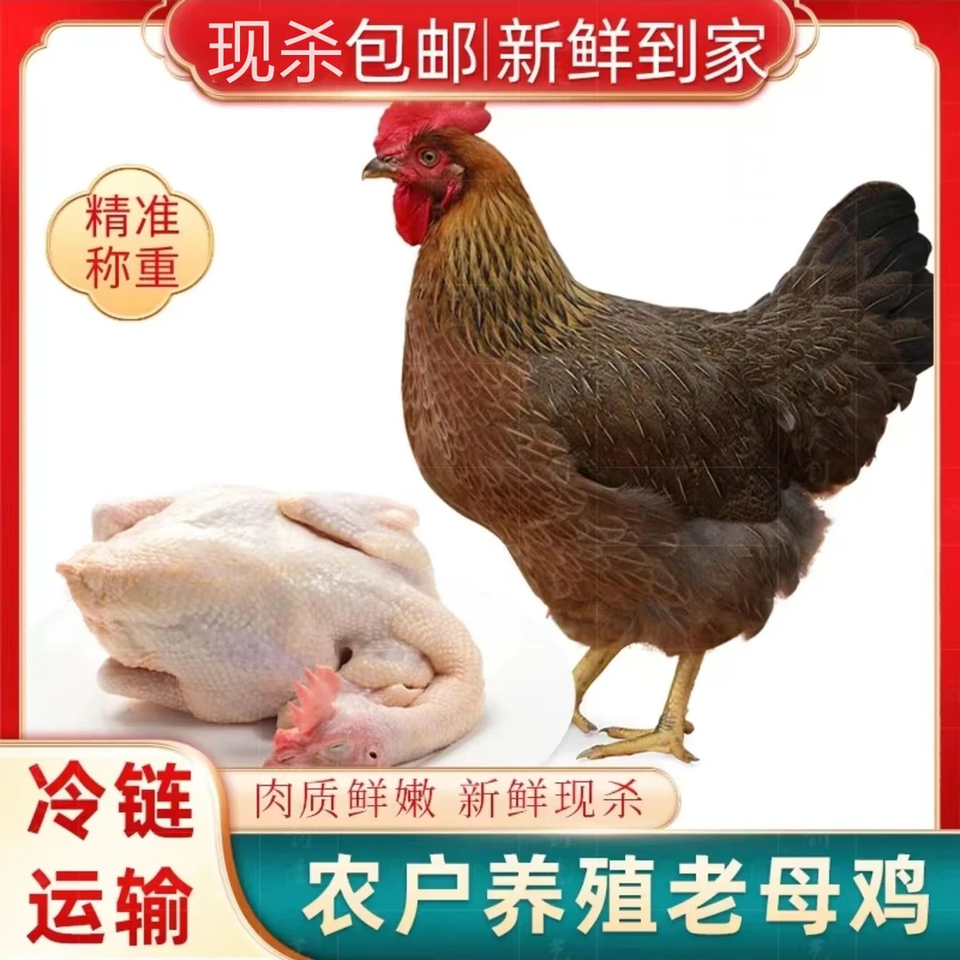 【胖嫂】放养黄油老母鸡 拍一发三 单只净重2斤左右