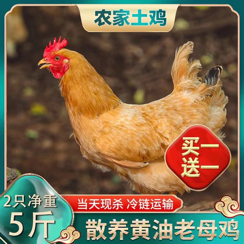 【帅老板3】放养600天黄油老母鸡 2只带内脏毛重7斤净重5斤多