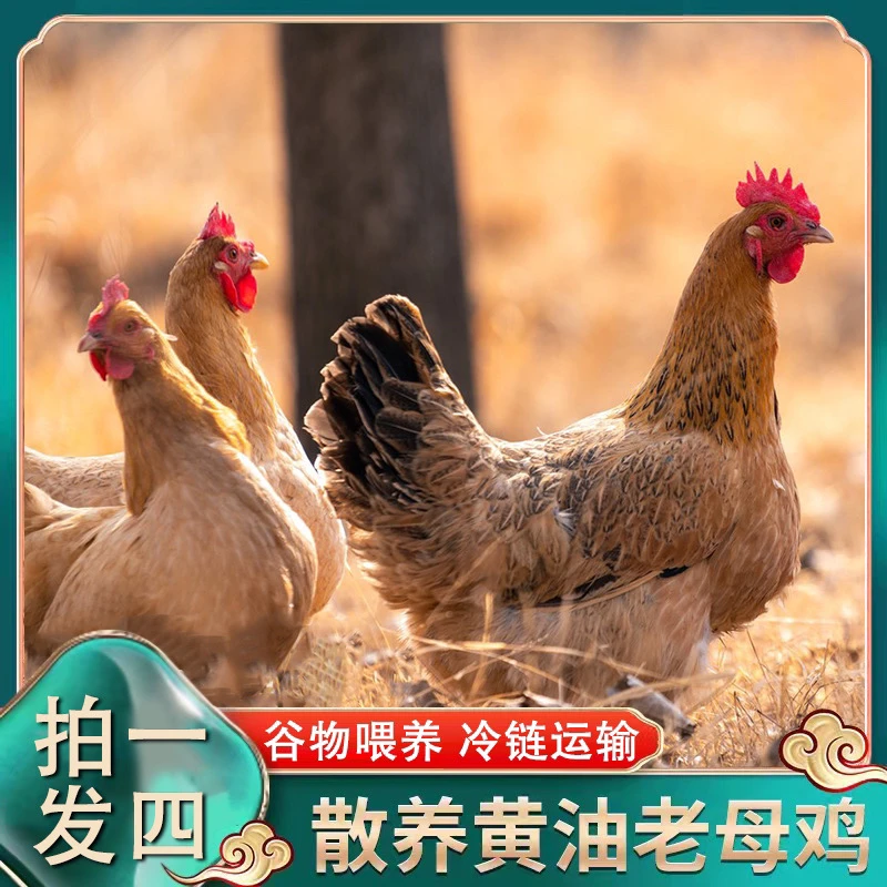 【农村人】发4只 农家放养黄油老母鸡 4只净重8斤