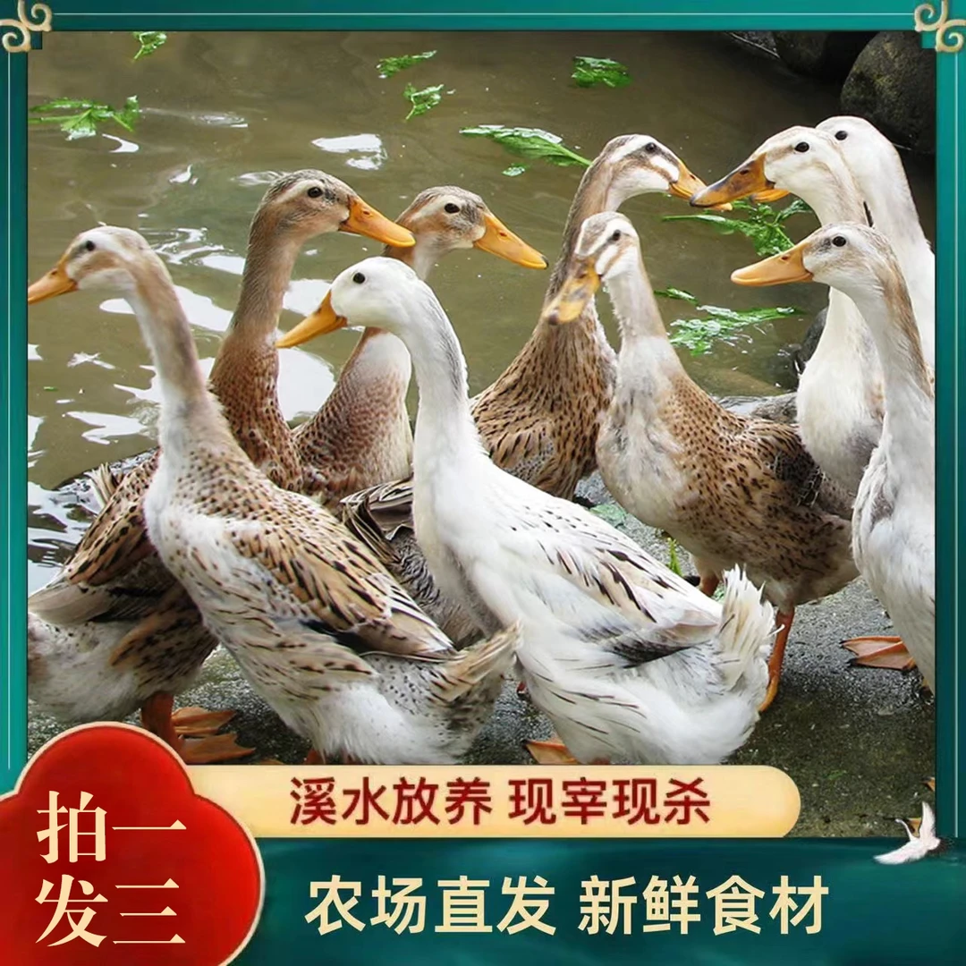 【竹林虫虫】 买二送一 农家散养土鸭仔 鸭子 3只净重9斤 净膛发货