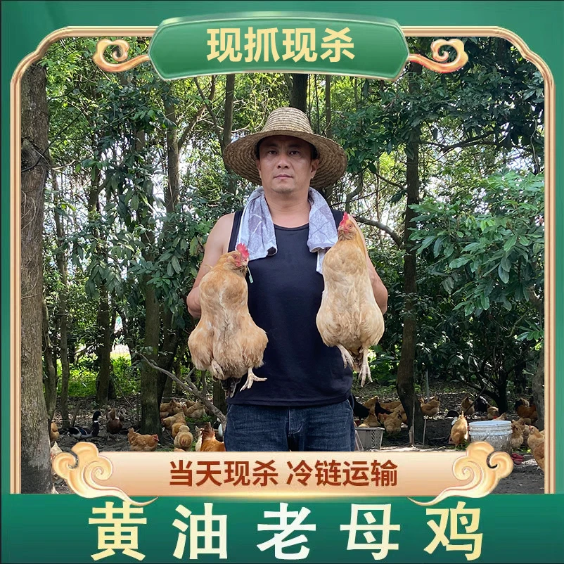 【草帽哥1】顺丰包邮 林间散养500天原种老母鸡 两只 净重4斤