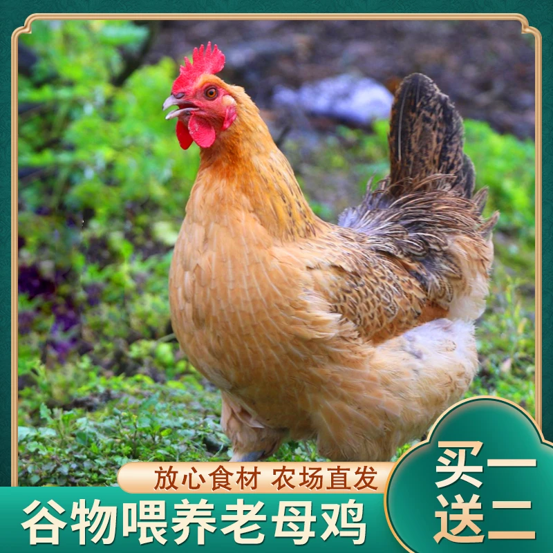 【优活生态农场】放养黄油老母鸡 顺丰包邮 三只净重6斤