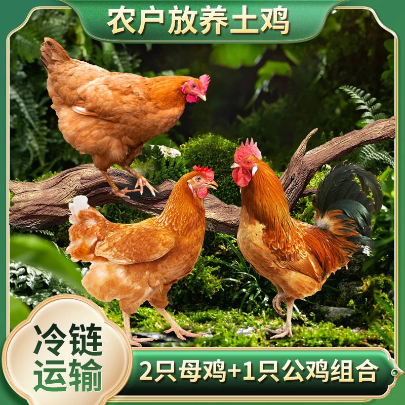 【胖嫂】两只共6斤母鸡+一只3斤公鸡 组合装 净重三只共9斤