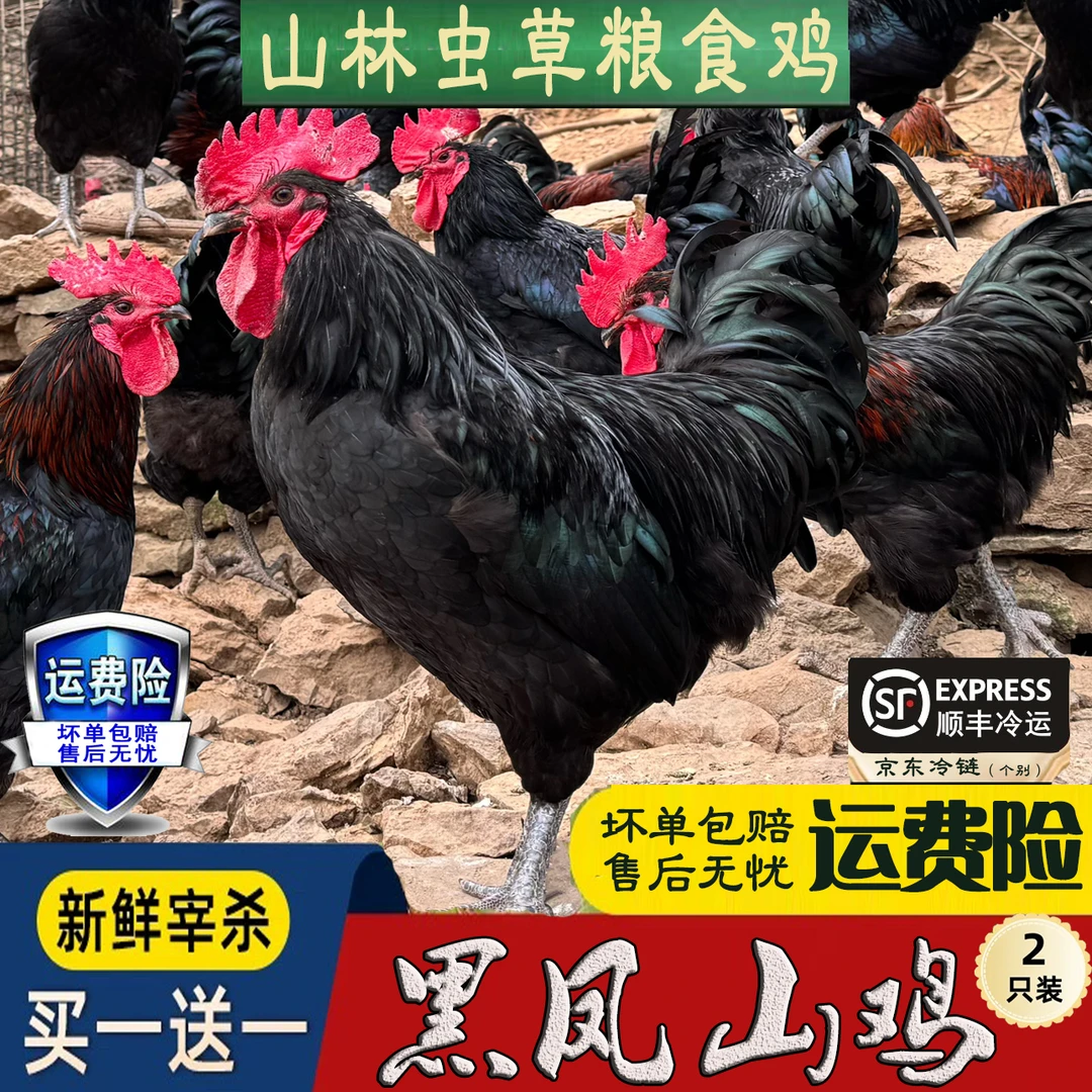 【山林散养土鸡】买一送一 放养黑凤土公鸡 净膛 两只净重6斤