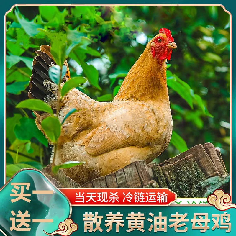 【6魍魉】放养两年黄油老母鸡 两只净重4.5-5斤