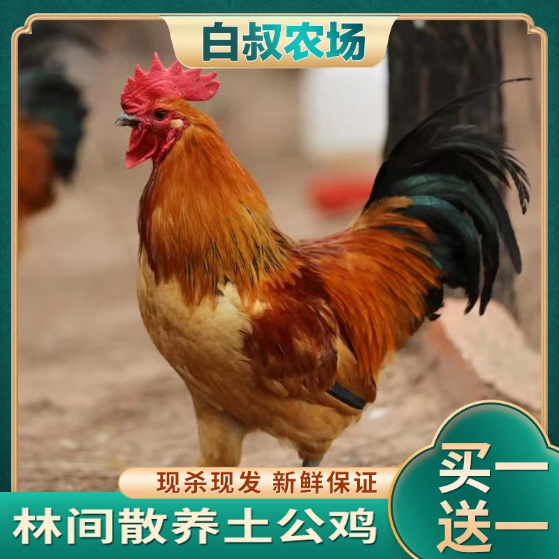 【白叔农场】放养大公鸡土公鸡  带内脏 两只净重6斤