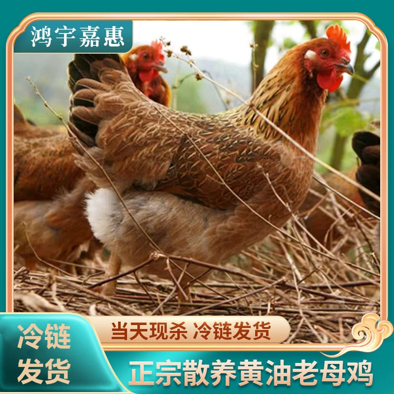 【回购第二名  拍一送三只】500天黄油老母鸡  共发4只净重7斤左右