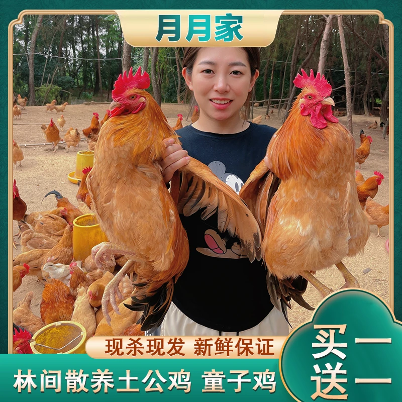 【月月家乡风味+16】放养黄脚土公鸡带内脏毛重8斤左右净重6斤左右