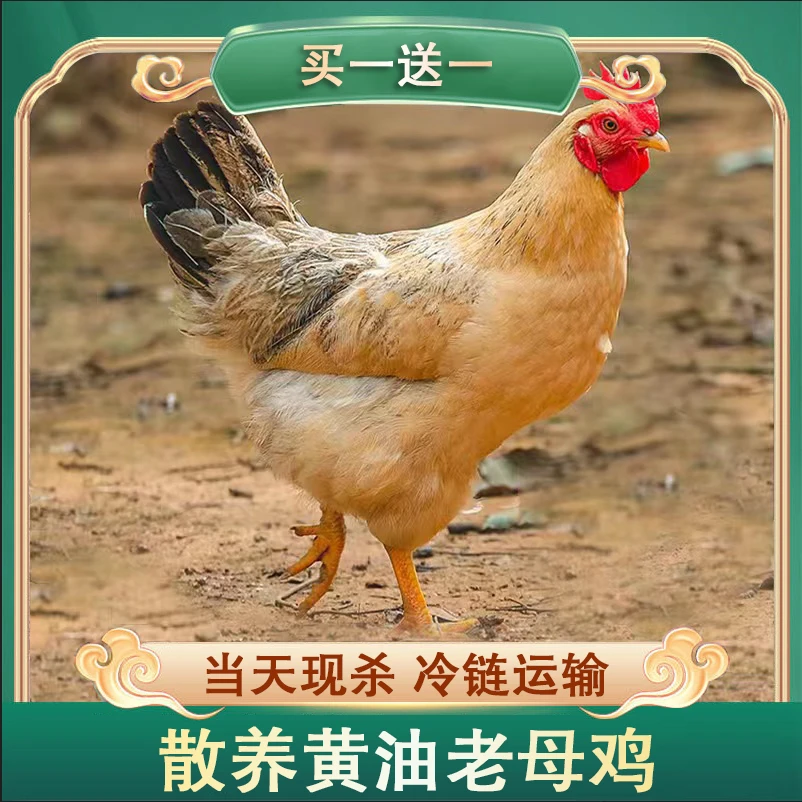 【乡巴佬土鸡】放养三年黄油老母鸡  两只净重6斤以上