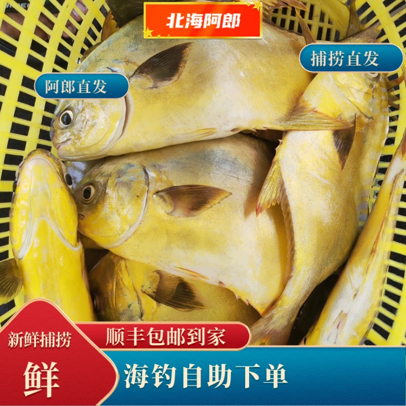 【阿郎】北海海钓鲳鱼（3-5斤)新鲜海钓(有喜欢可直接下单)